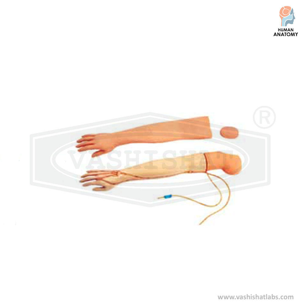 Multifunctional Intravenous Training Arm Model